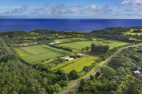 OUR FARMERS: TURMERIC AND GINGER FARM