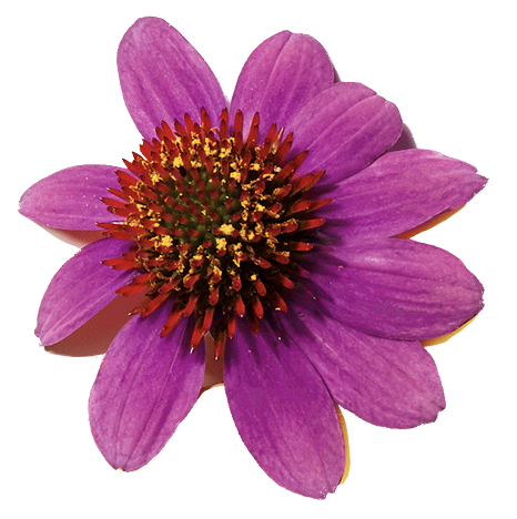 Echinacea flower