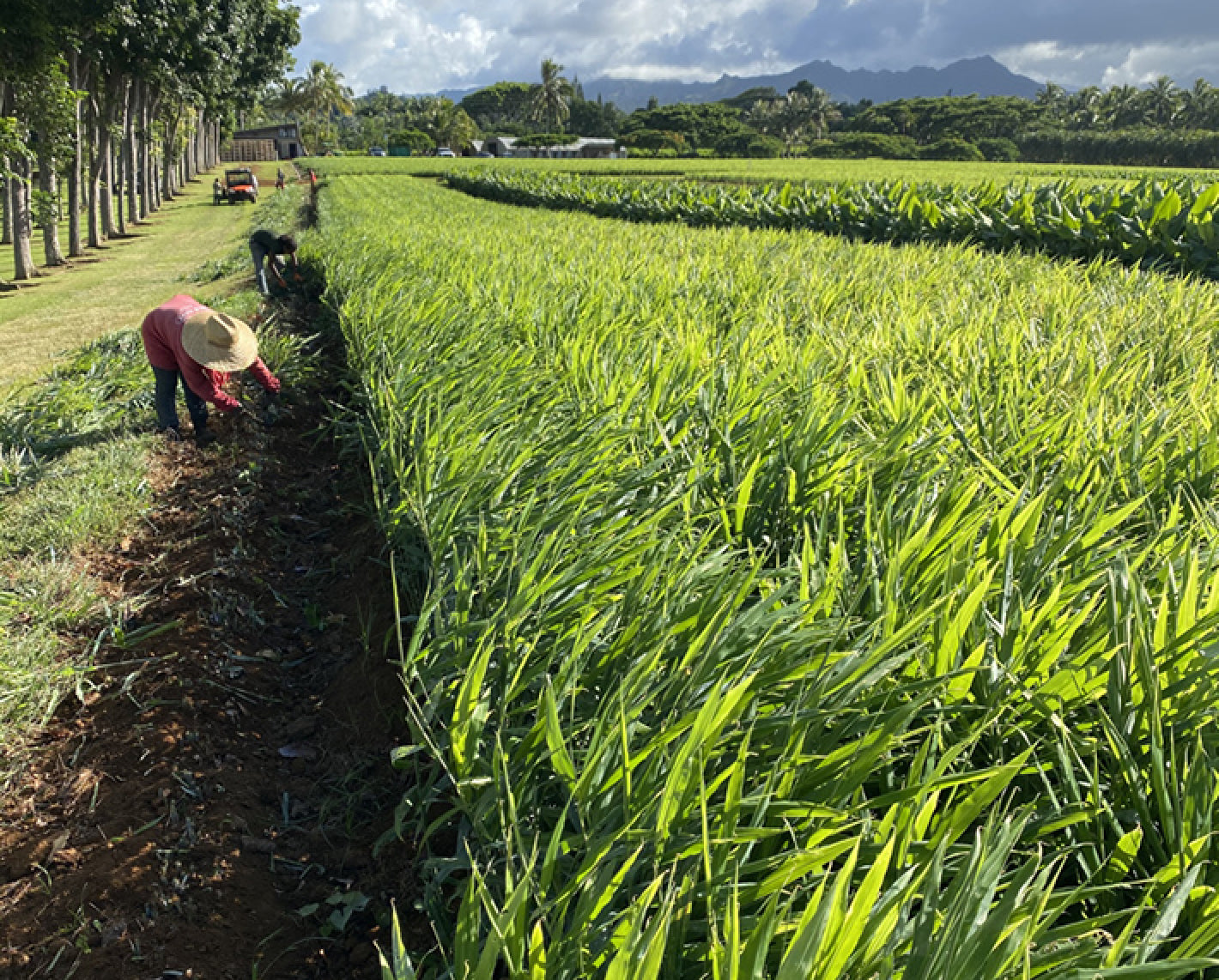 farmer working on a farm in a green field