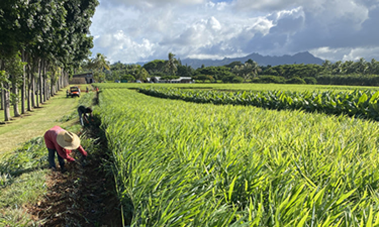 farmer working on a farm in a green field