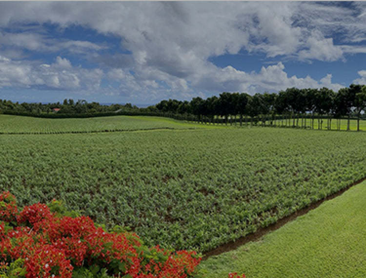 green field surrounded by trees on a farm in Hawaii
