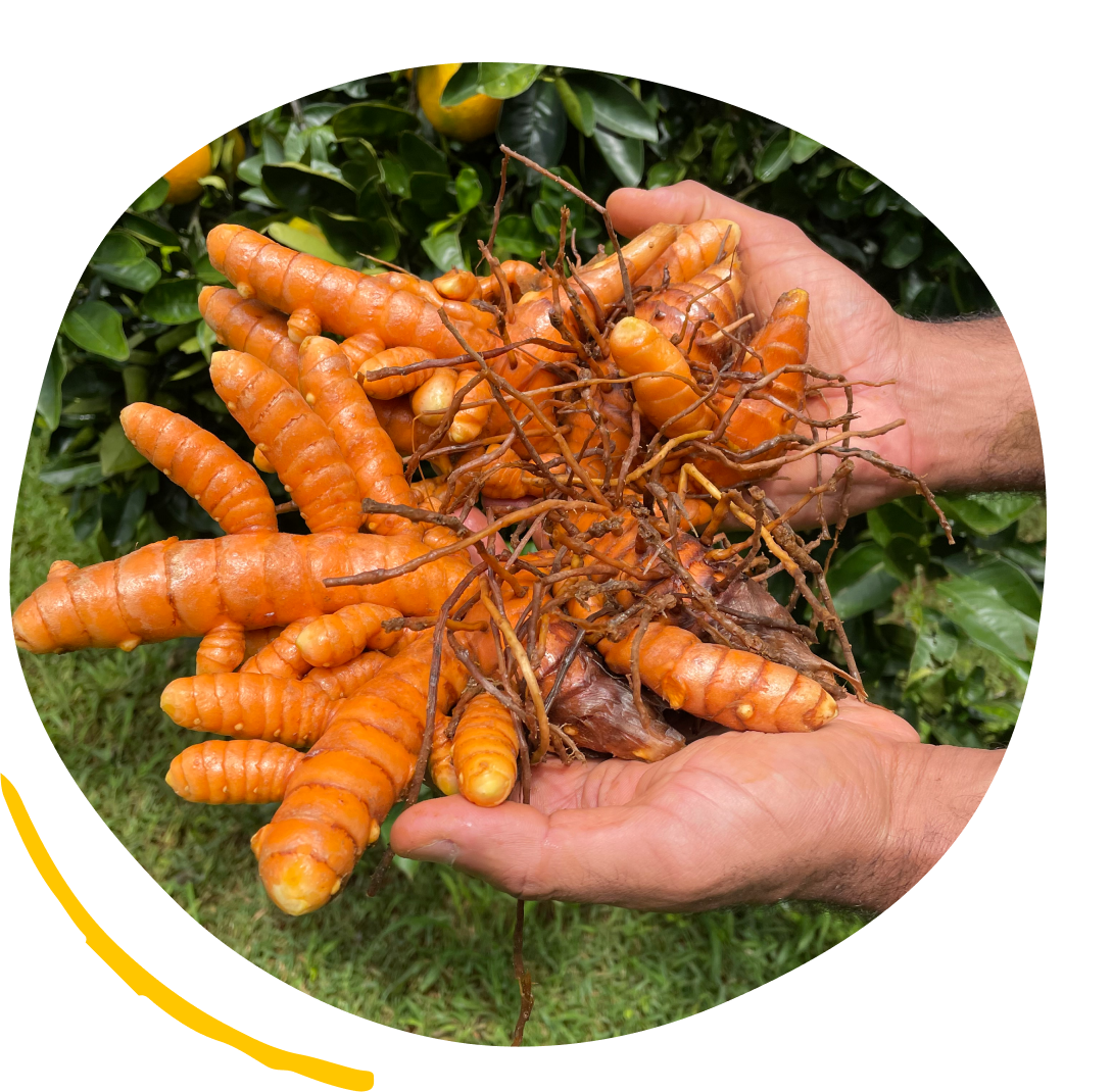 hands holding fresh turmeric with green plants in the background