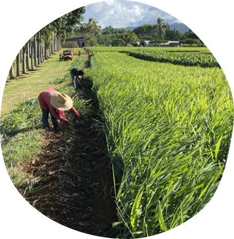 farmer working in a green field