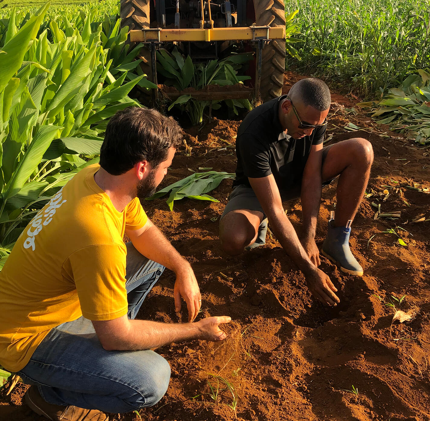 Two men working in a field with a tractor in the background.