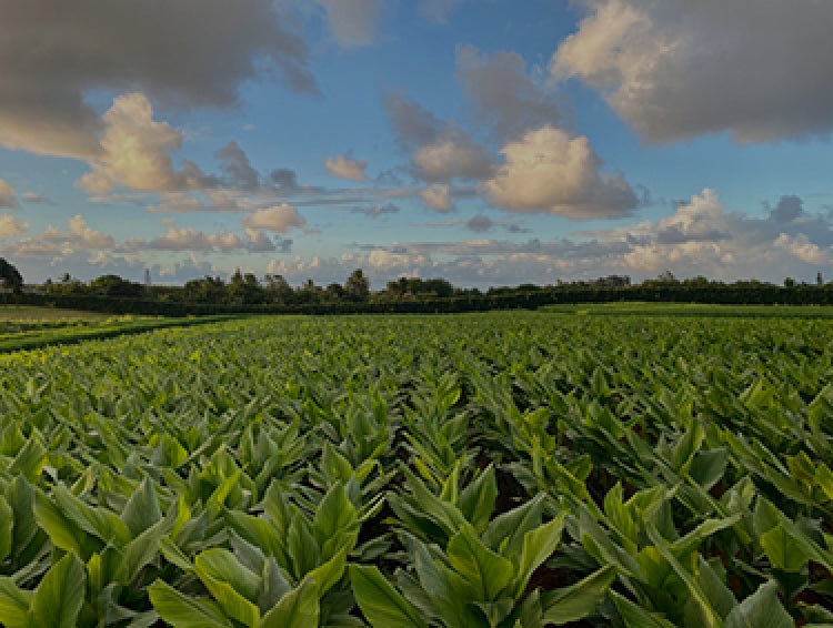 farm field with green plants and blue sky with clouds above