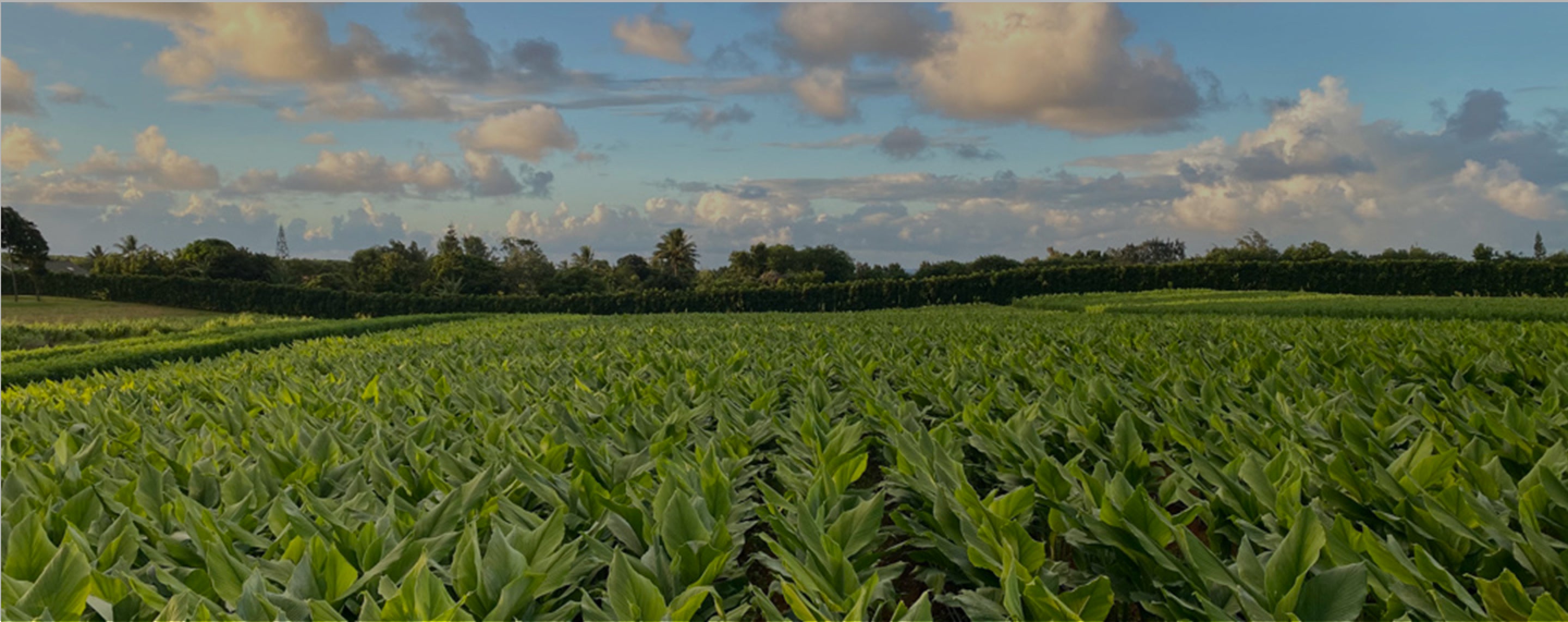 farm field with green plants and blue sky with clouds above