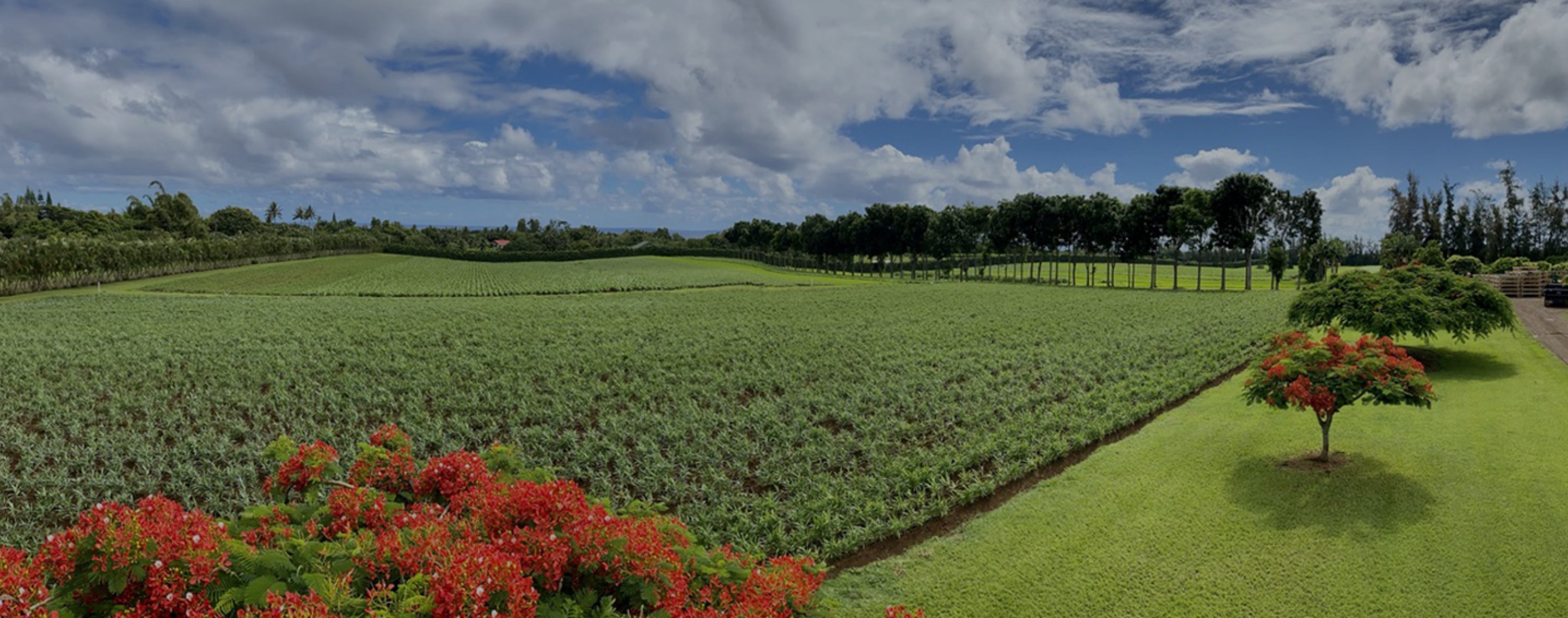 green field surrounded by trees on a farm in Hawaii