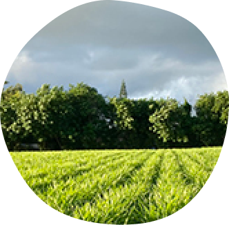 green field with trees in the distance with cloudy blue sky.